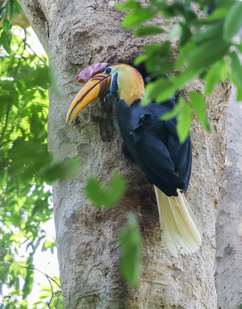 Knobbed Hornbill - Tom Driscoll