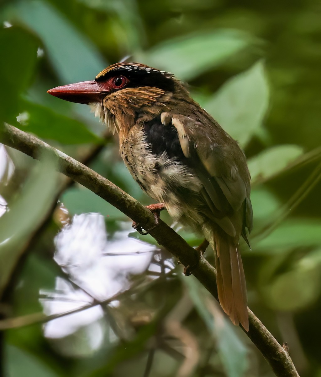 Sulawesi Lilac Kingfisher - ML622522705