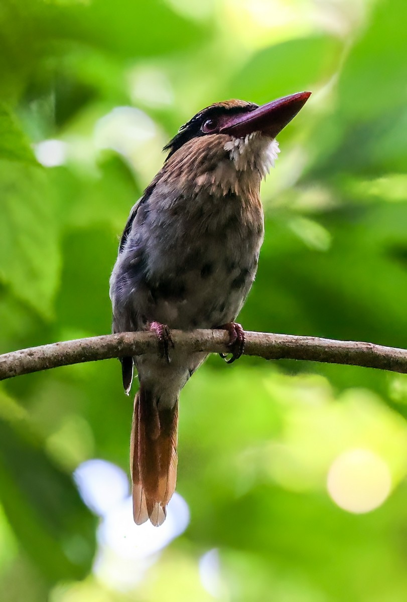 Sulawesi Lilac Kingfisher - Tom Driscoll