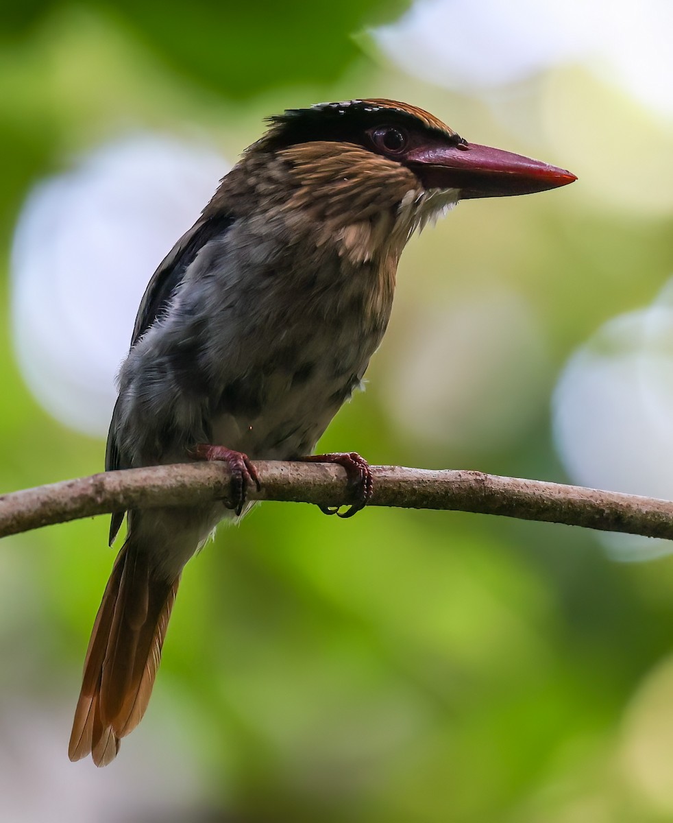 Sulawesi Lilac Kingfisher - ML622522707