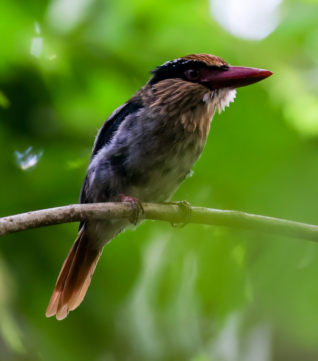 Sulawesi Lilac Kingfisher - ML622522708