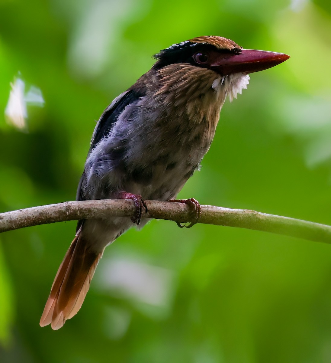 Sulawesi Lilac Kingfisher - ML622522709