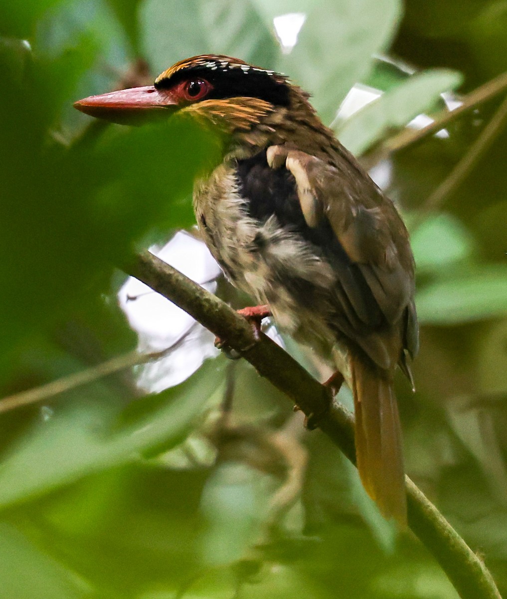 Sulawesi Lilac Kingfisher - ML622522710