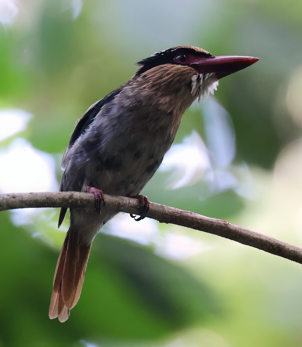 Sulawesi Lilac Kingfisher - Tom Driscoll