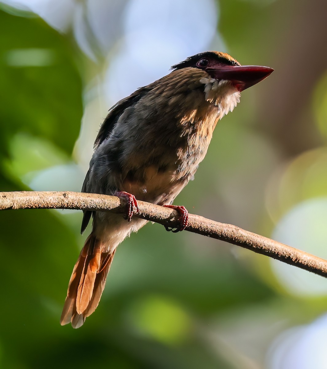 Sulawesi Lilac Kingfisher - ML622522712