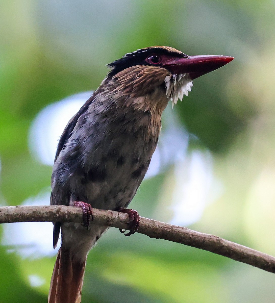 Sulawesi Lilac Kingfisher - ML622522713