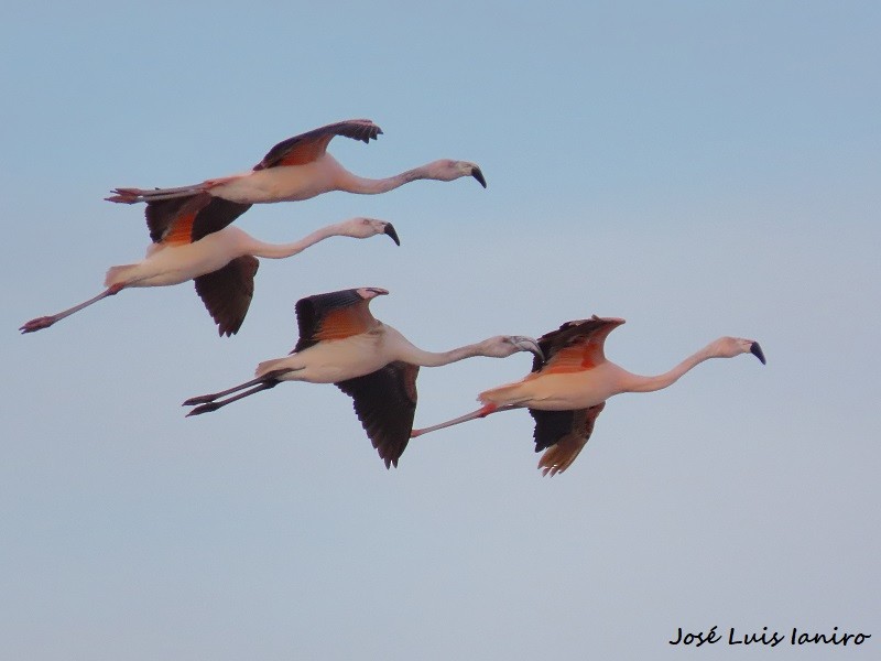 Chilean Flamingo - ML622522749