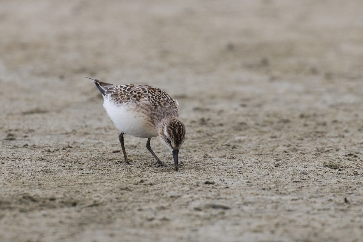 Semipalmated Sandpiper - ML622522761