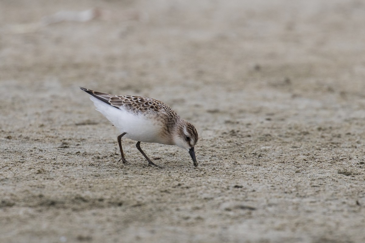 Semipalmated Sandpiper - ML622522762