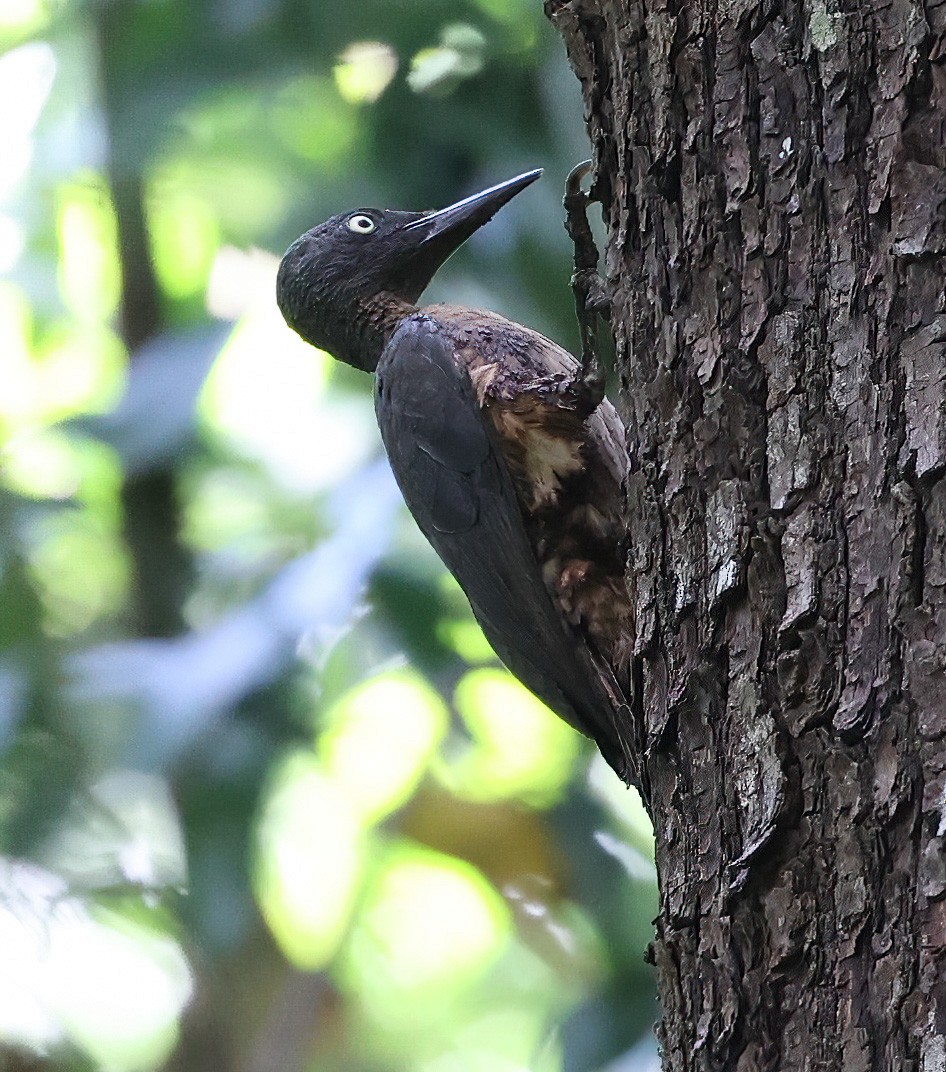 Ashy Woodpecker - Tom Driscoll