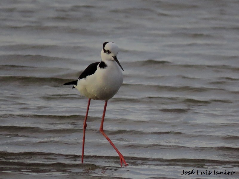 Black-necked Stilt - ML622522774