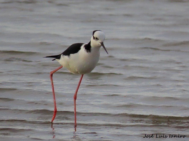 Black-necked Stilt - ML622522775