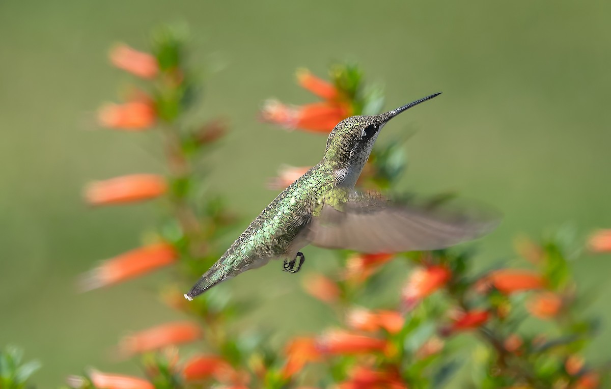 Ruby-throated Hummingbird - ML622522786