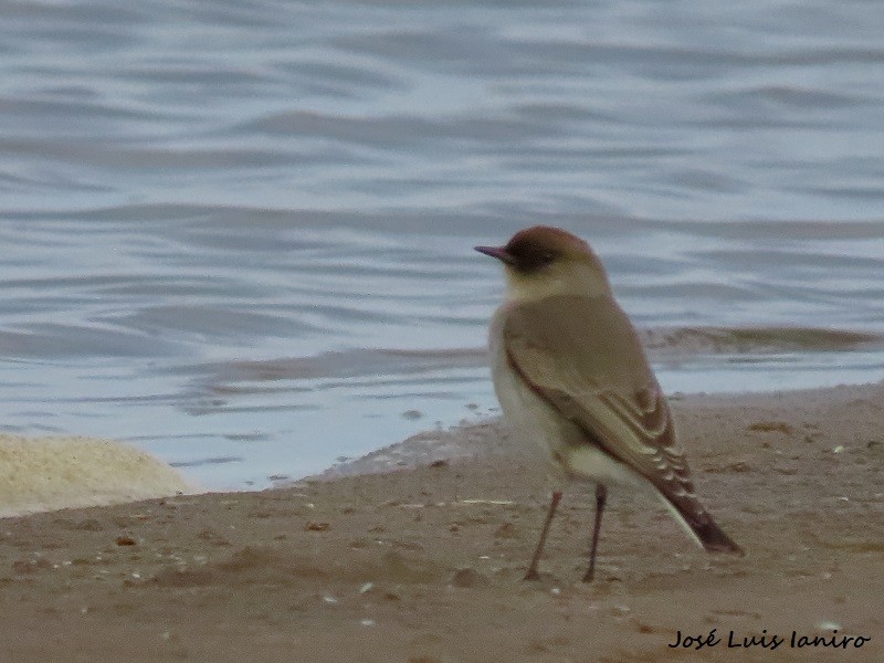 Dark-faced Ground-Tyrant - ML622522803