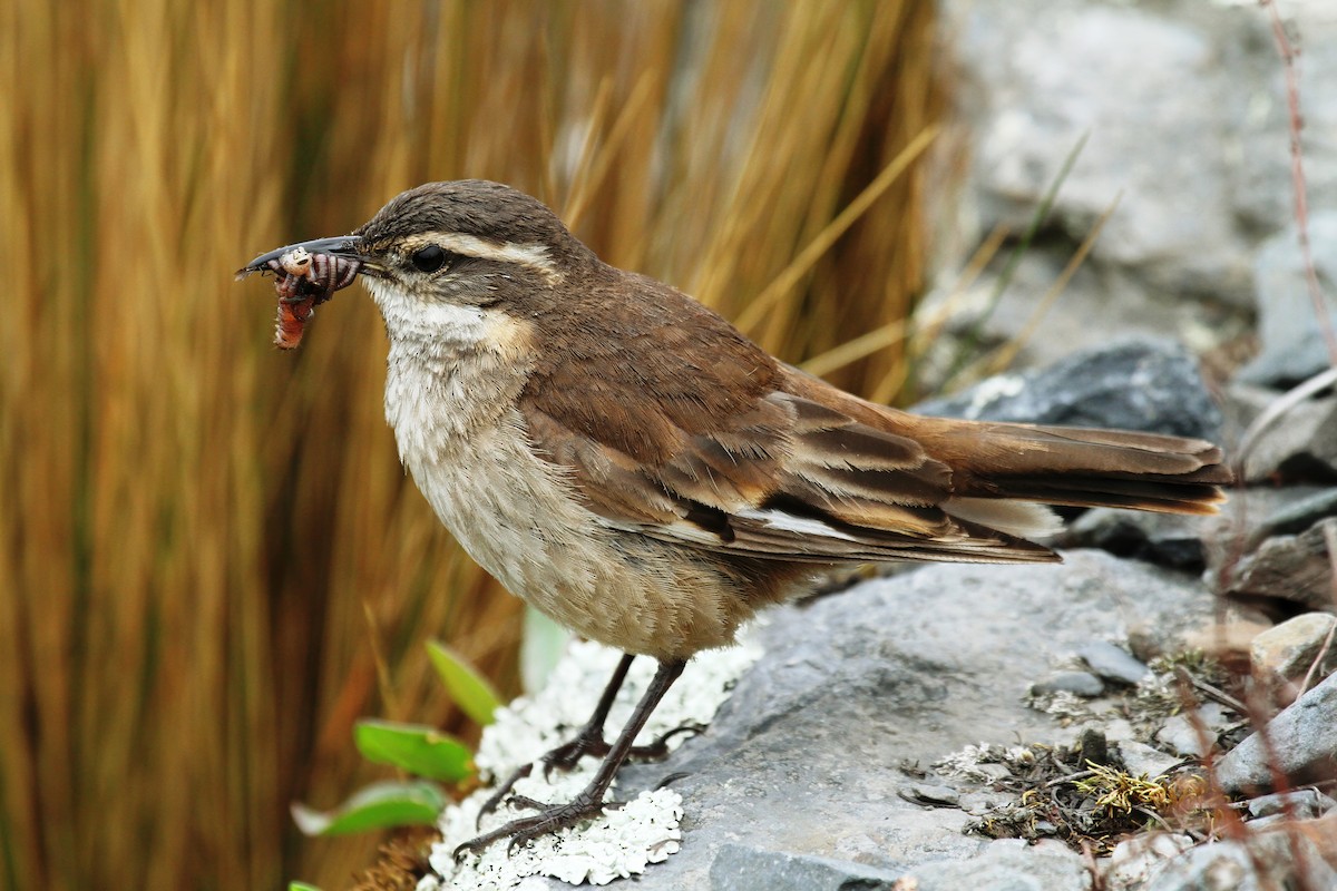 Cream-winged Cinclodes - ML622522810