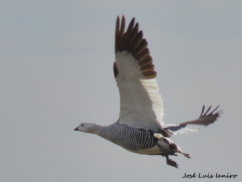 Upland Goose - ML622522861