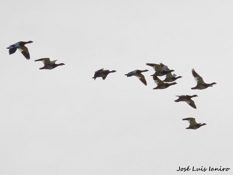 Ashy-headed Goose - ML622522902