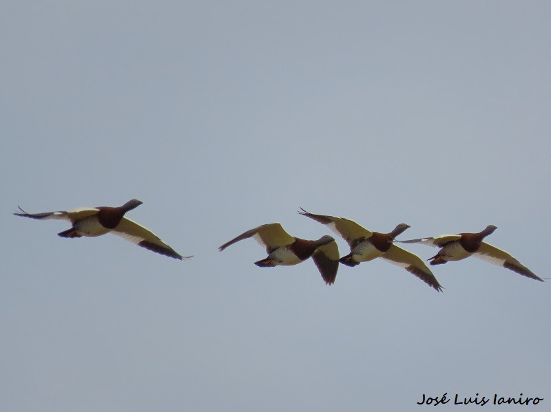 Ashy-headed Goose - ML622522905