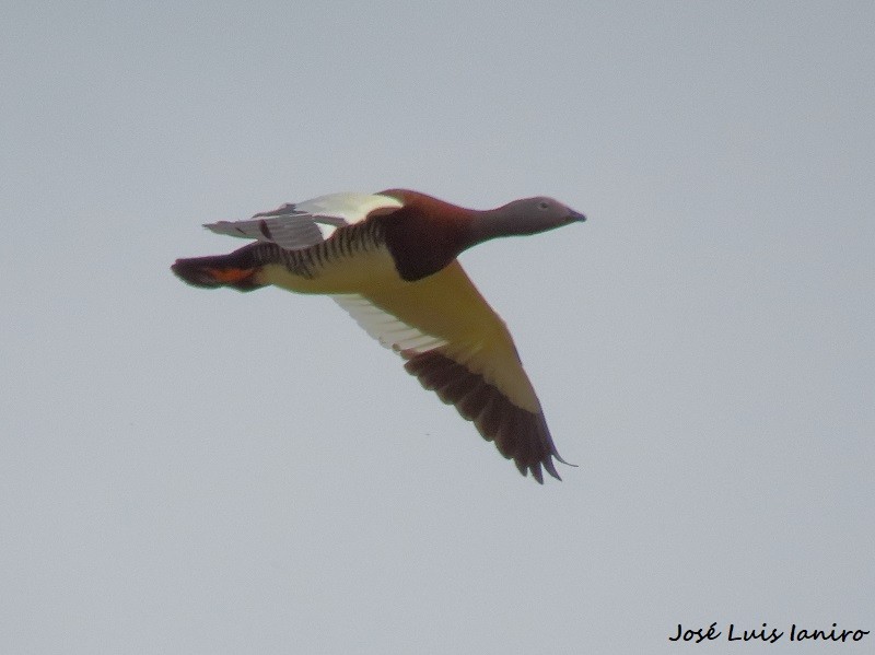 Ashy-headed Goose - ML622522907