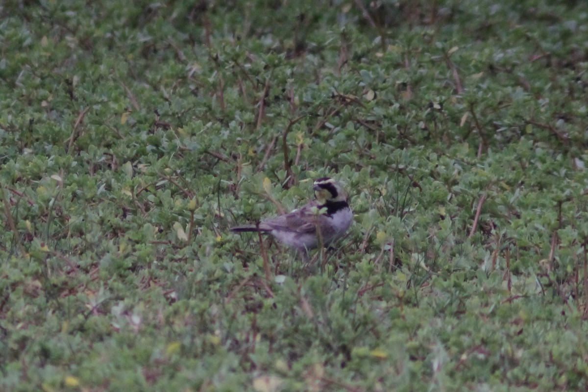 Horned Lark - ML622522922