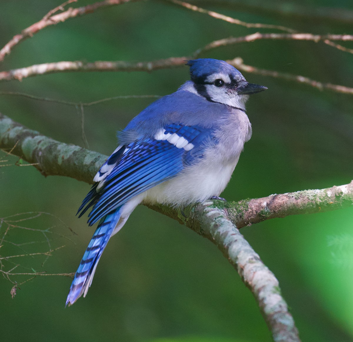 Blue Jay - Anne Inga