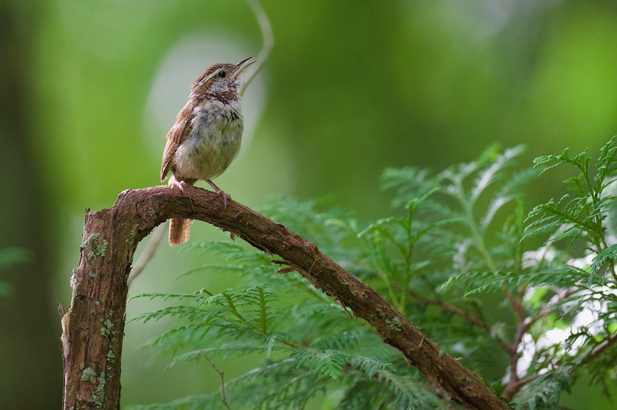 Carolina Wren - ML622523004