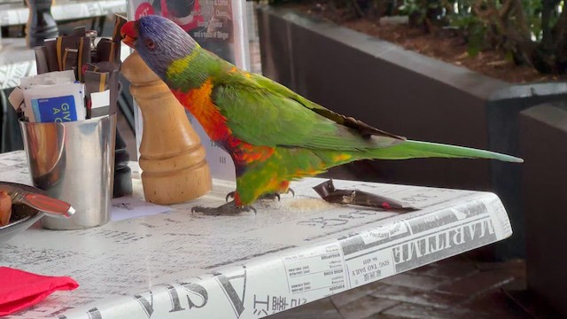 Rainbow Lorikeet - ML622523012