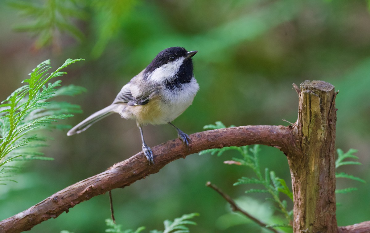 Black-capped Chickadee - Anne Inga