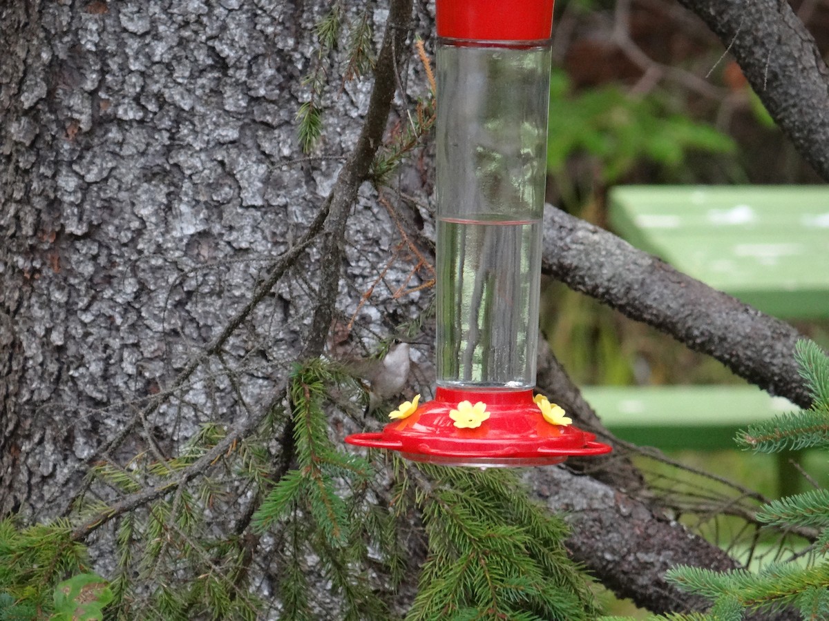 Colibri à gorge rubis - ML622523243