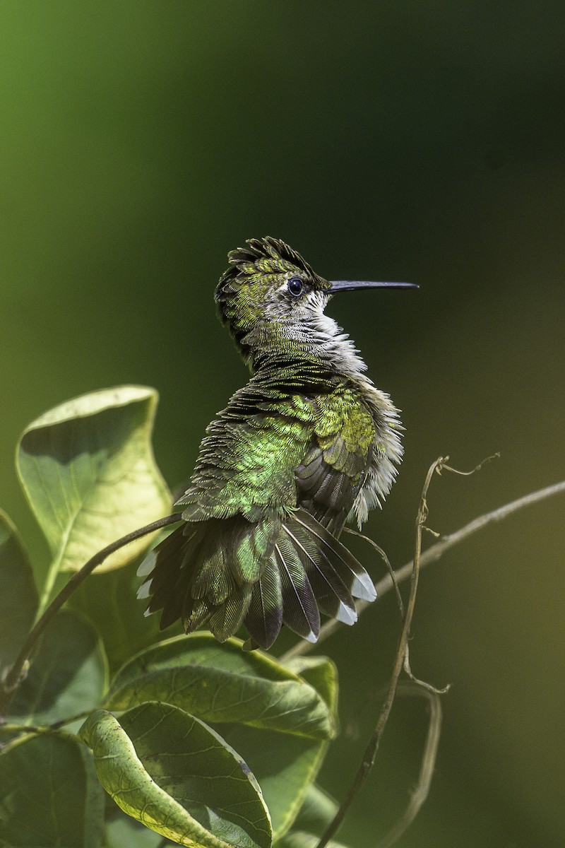 Ruby-throated Hummingbird - ML622523271