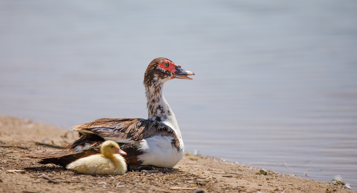 Muscovy Duck (Domestic type) - ML622523347