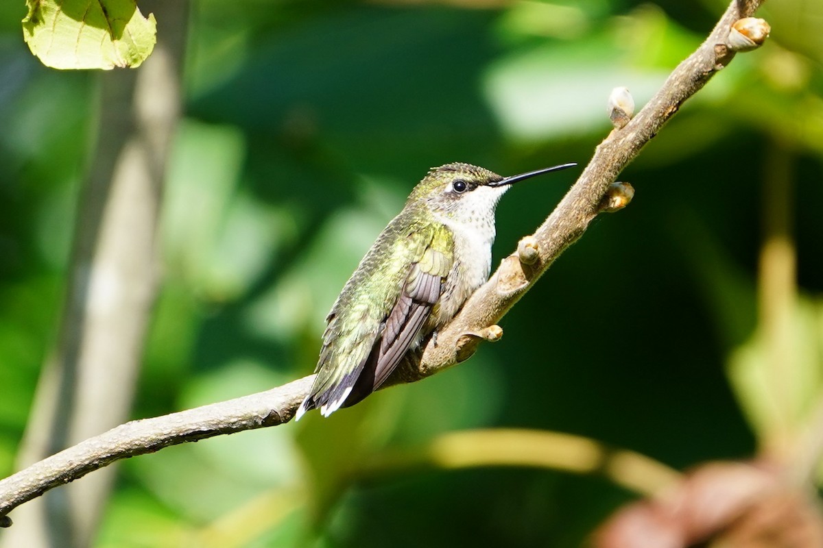 Ruby-throated Hummingbird - ML622523358