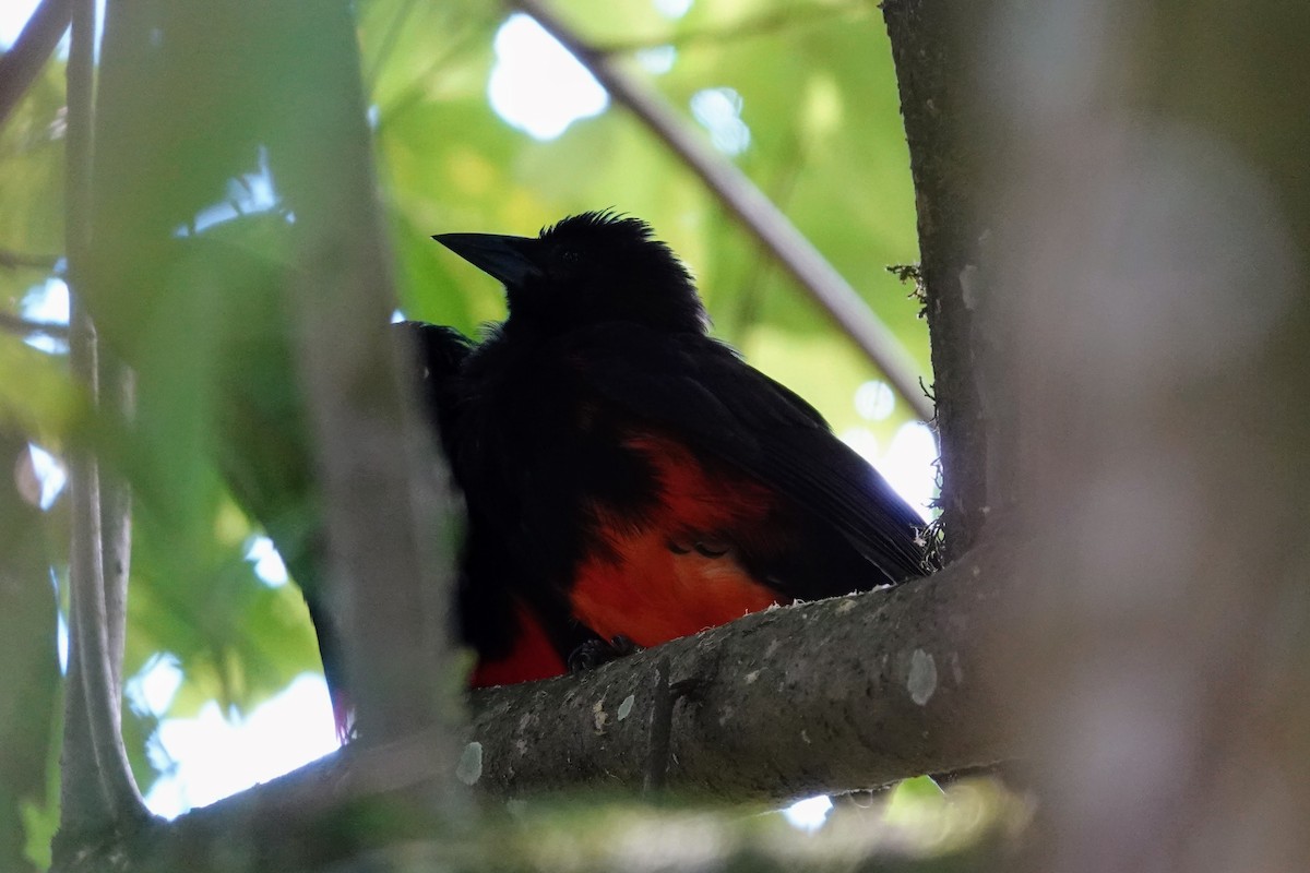 Red-bellied Grackle - ML622523439