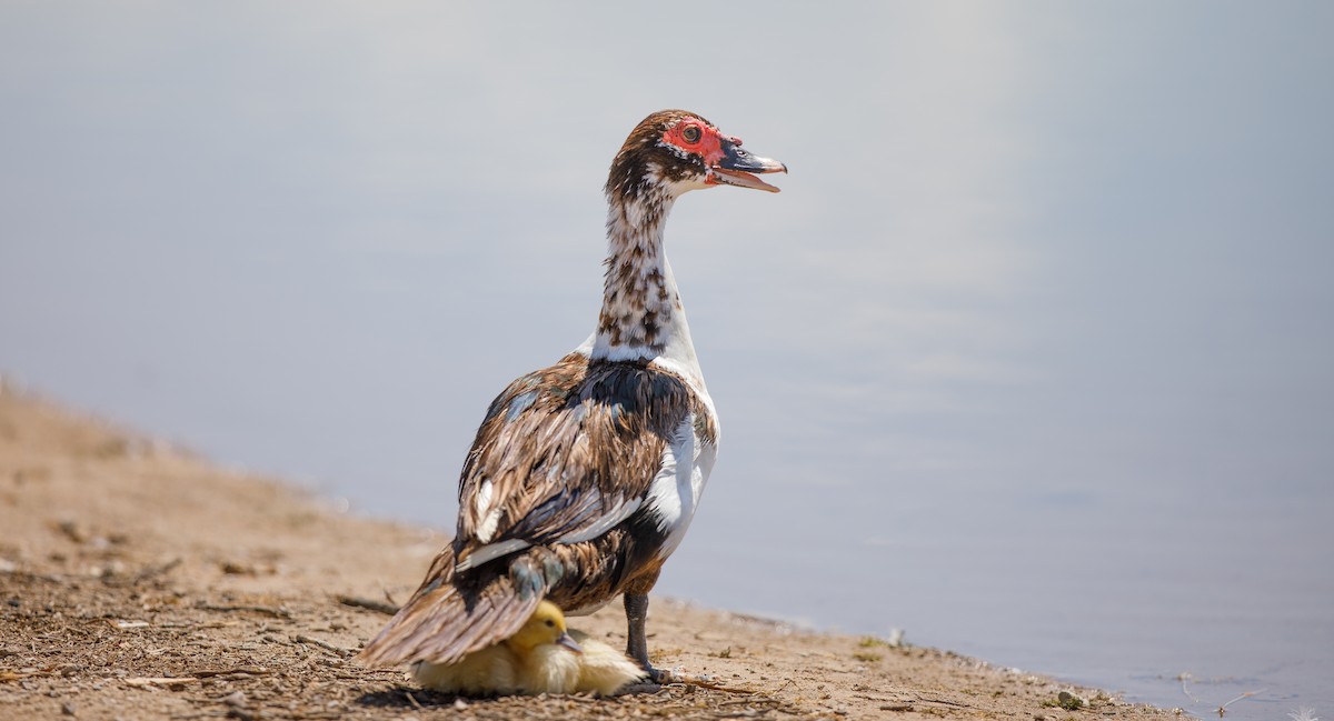 Muscovy Duck (Domestic type) - ML622523470