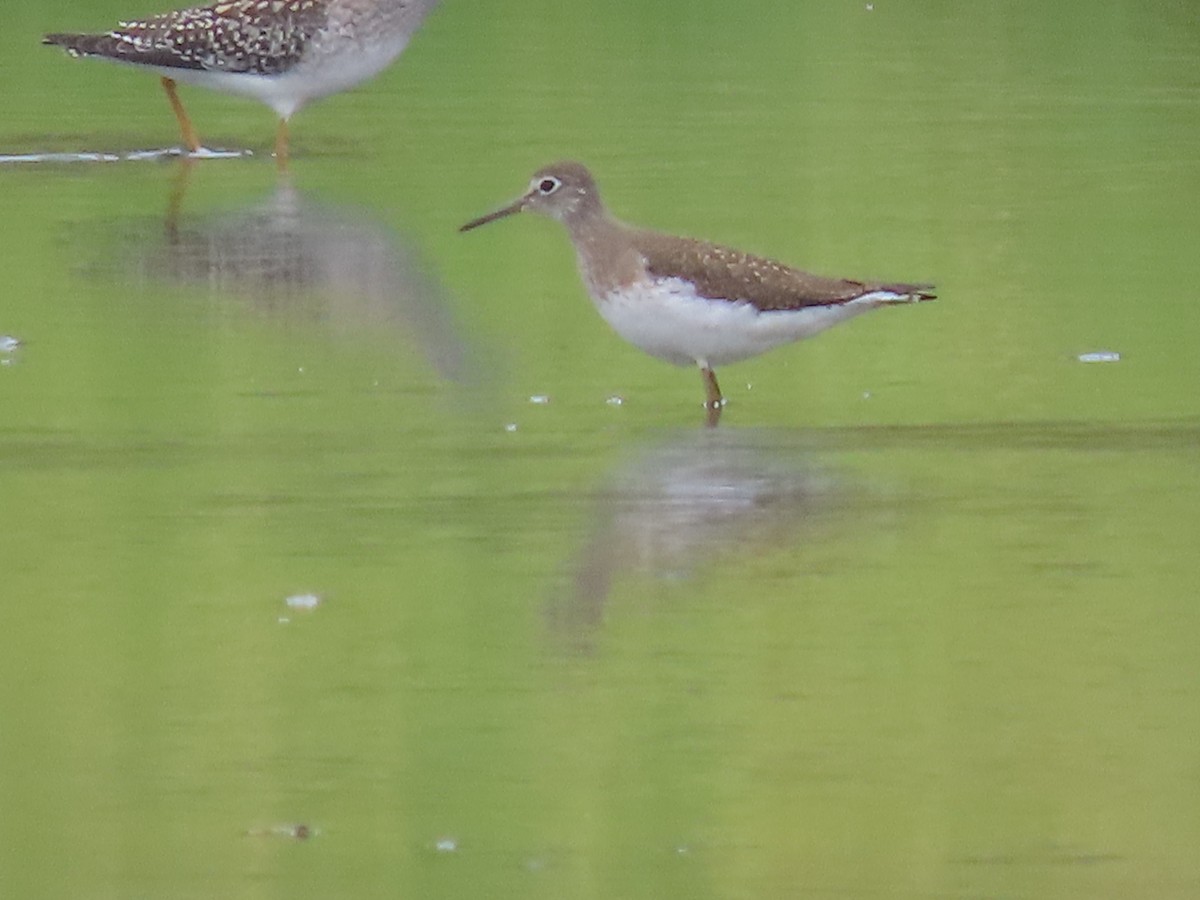 Solitary Sandpiper - ML622523477