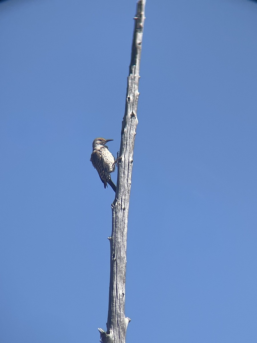 Northern Flicker - ML622523489