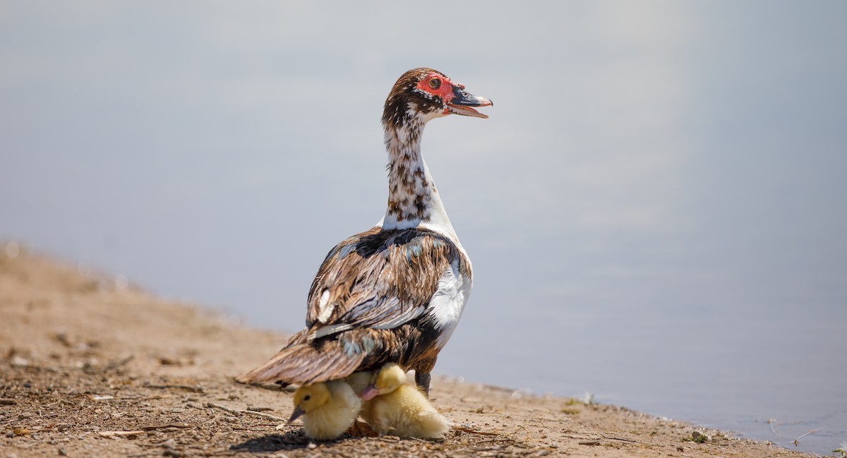 Muscovy Duck (Domestic type) - ML622523500