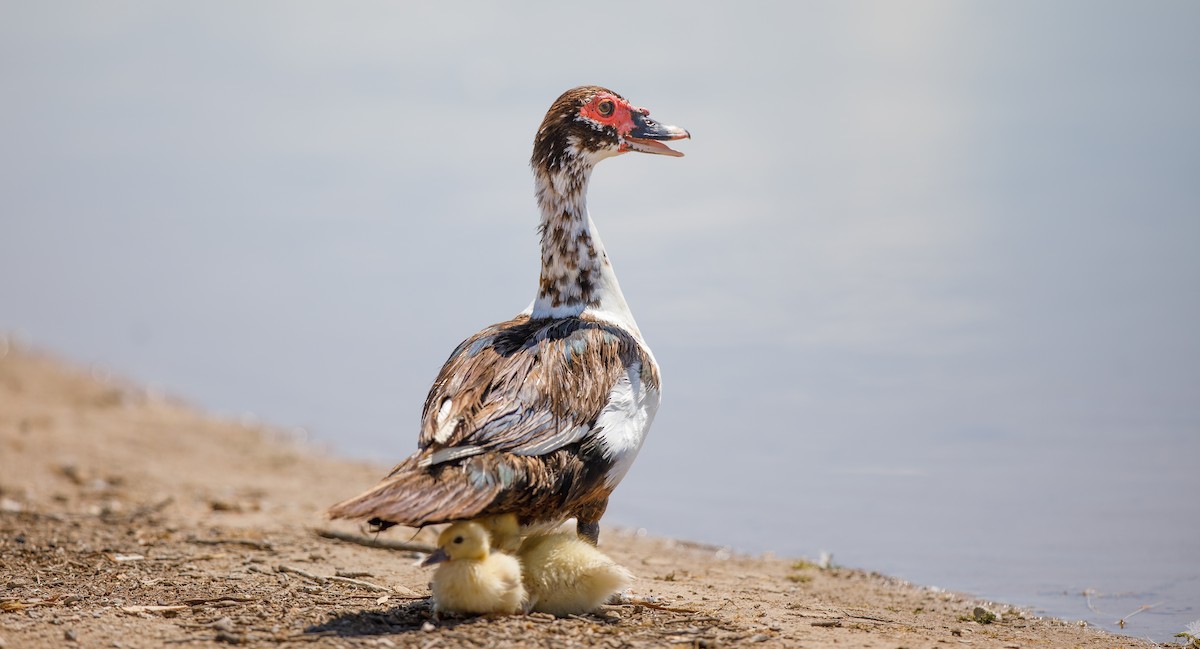 Muscovy Duck (Domestic type) - ML622523533