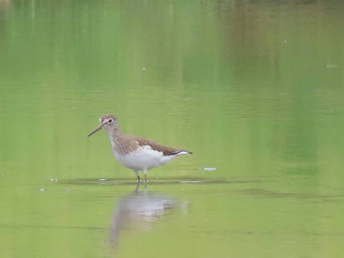 Solitary Sandpiper - ML622523571