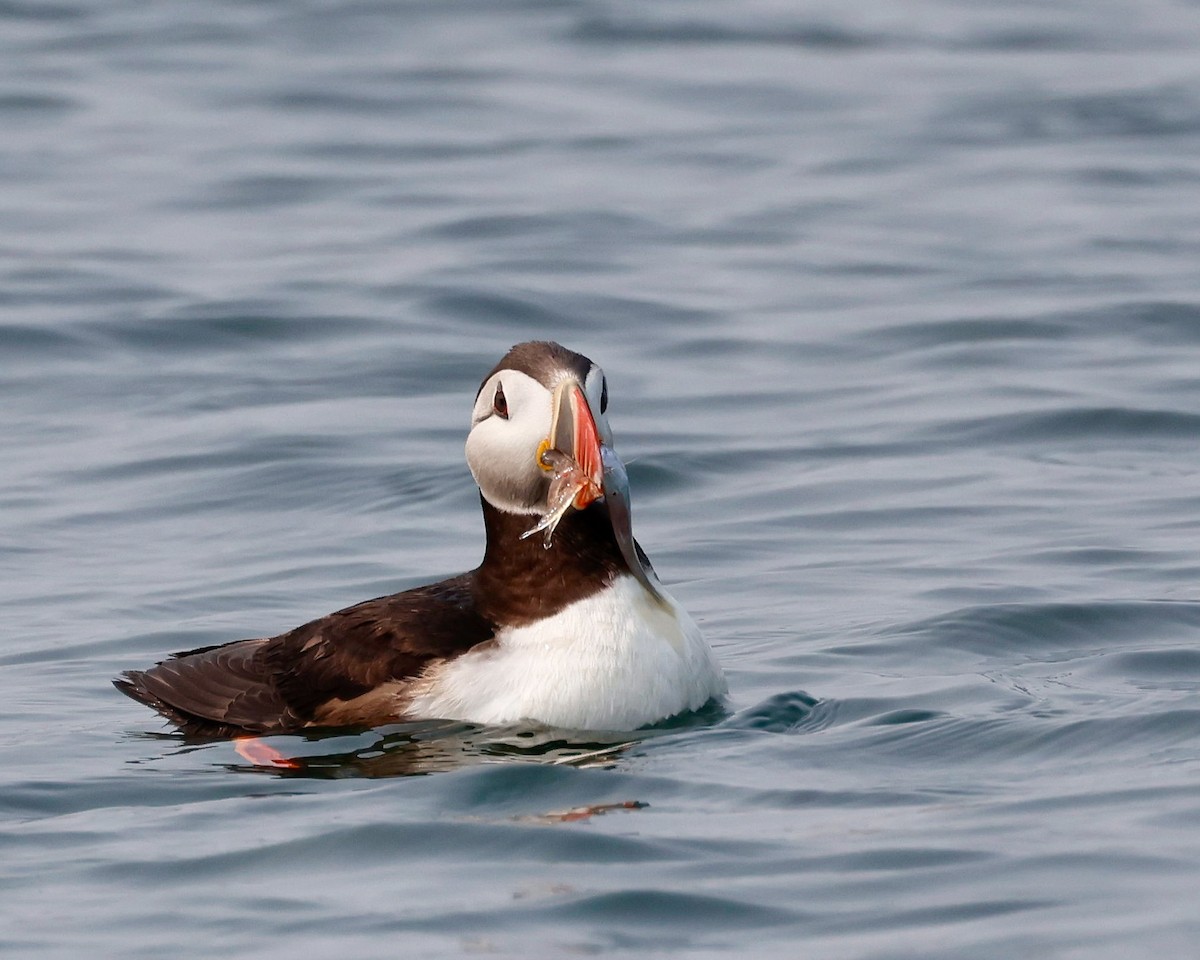 Atlantic Puffin - Lee Anne Beausang