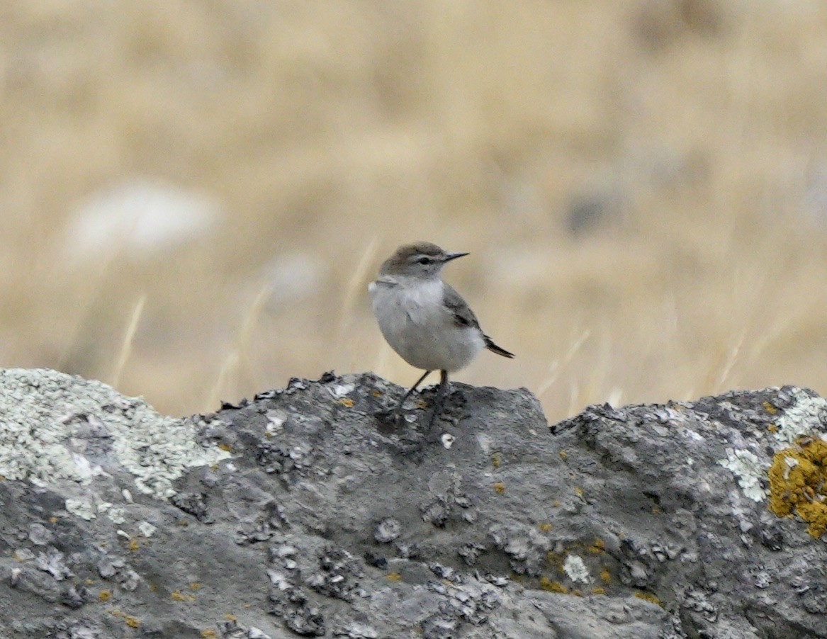 White-browed Ground-Tyrant - Taylor Abbott