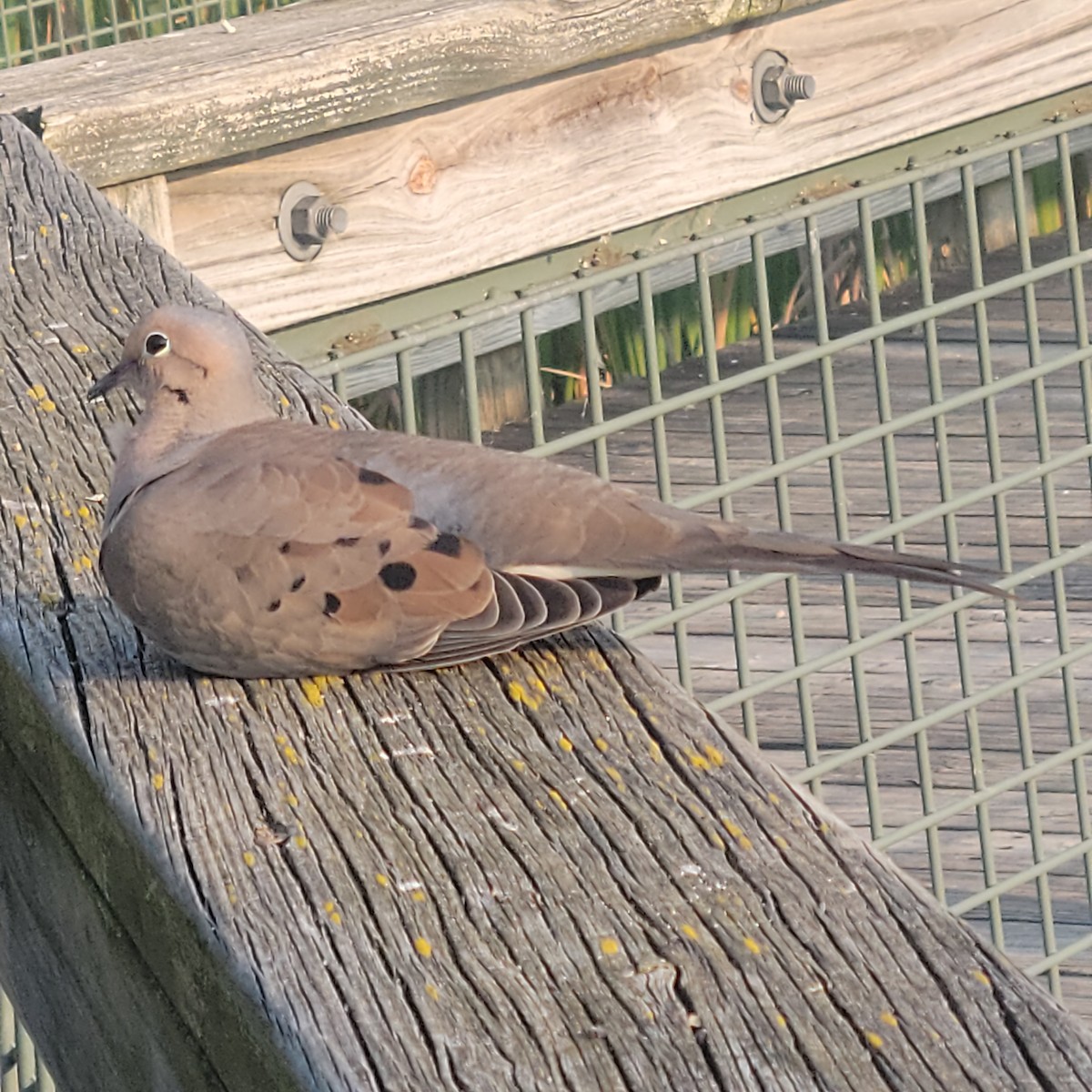 Mourning Dove - ML622523680