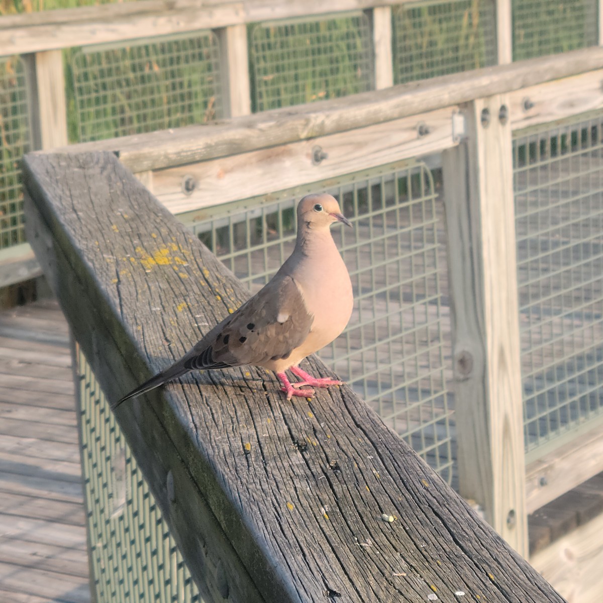 Mourning Dove - Anonymous