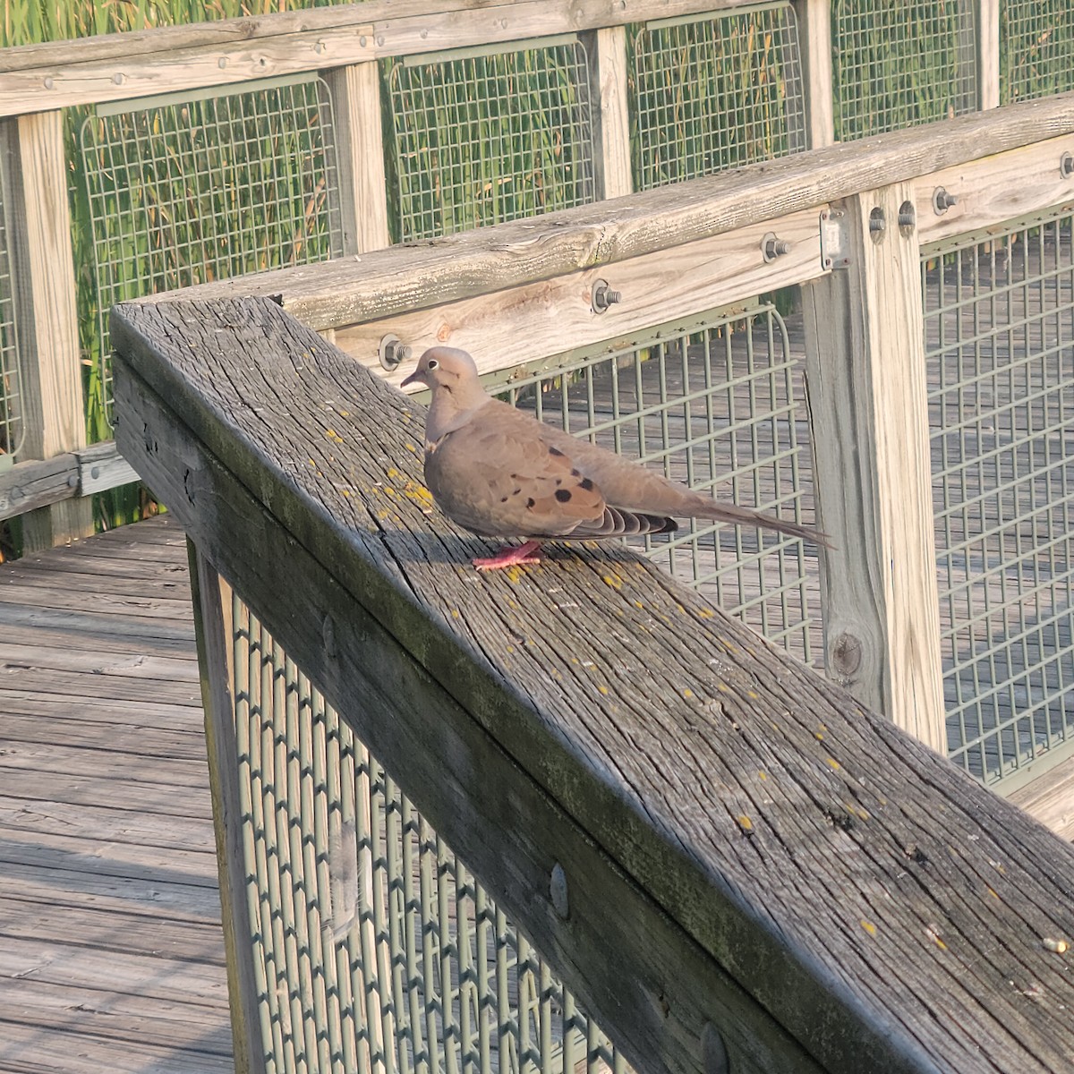 Mourning Dove - ML622523698