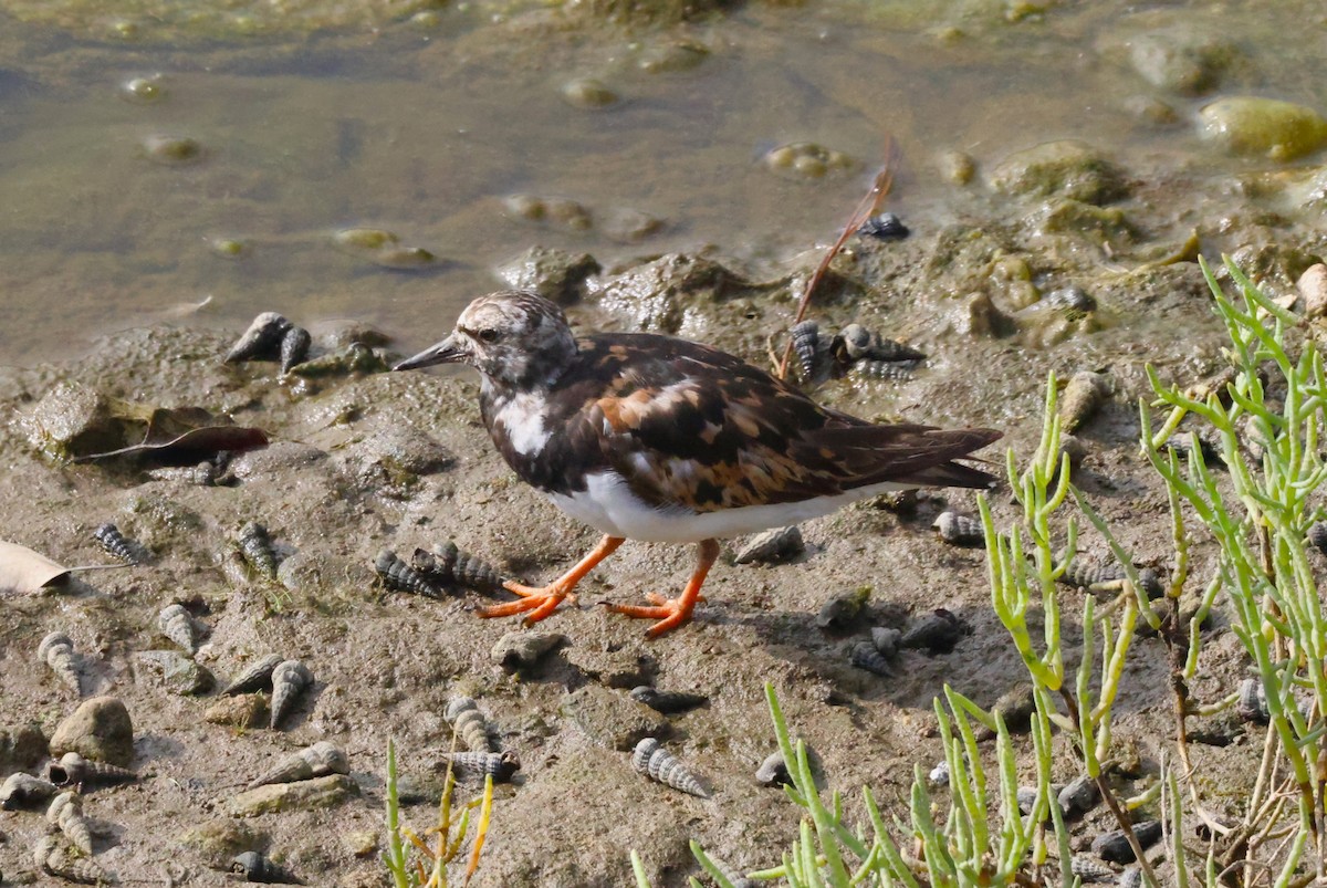 Ruddy Turnstone - ML622523808