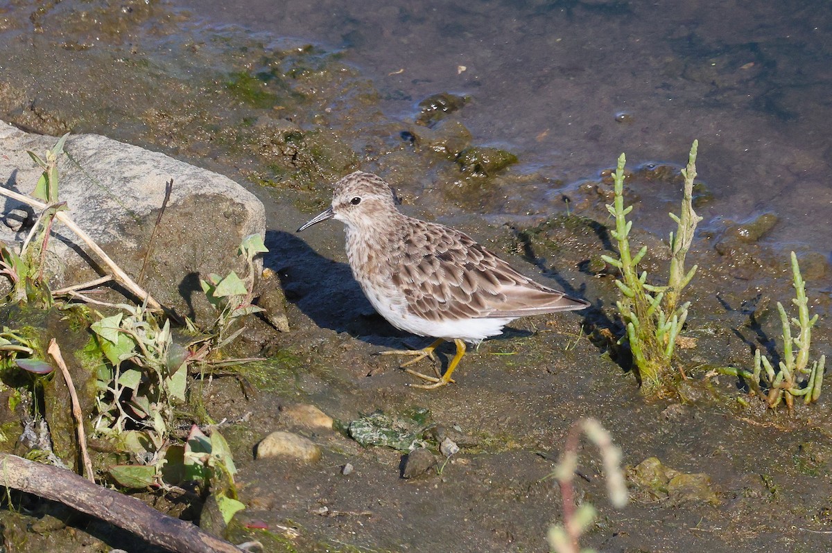 Least Sandpiper - ML622523819