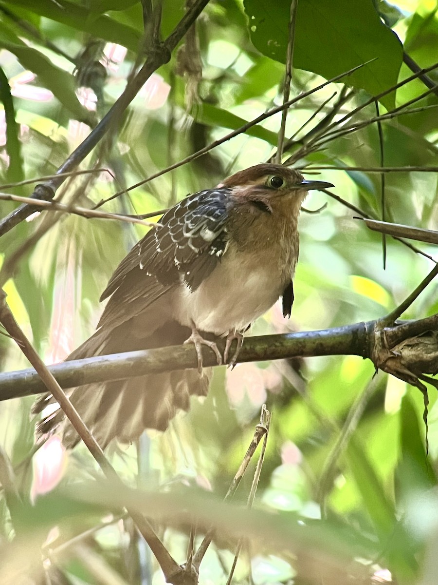 Pavonine Cuckoo - ML622523825