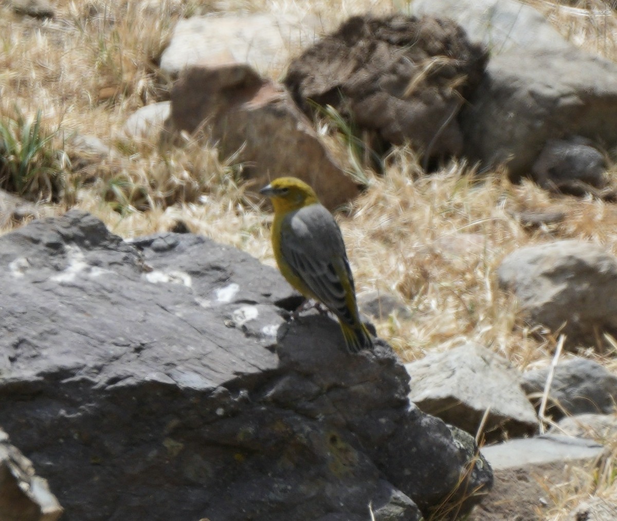 Bright-rumped Yellow-Finch - ML622523881