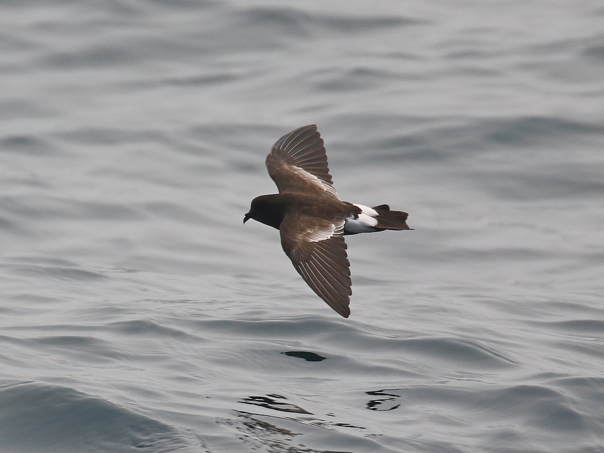 Wilson's Storm-Petrel - ML622523890