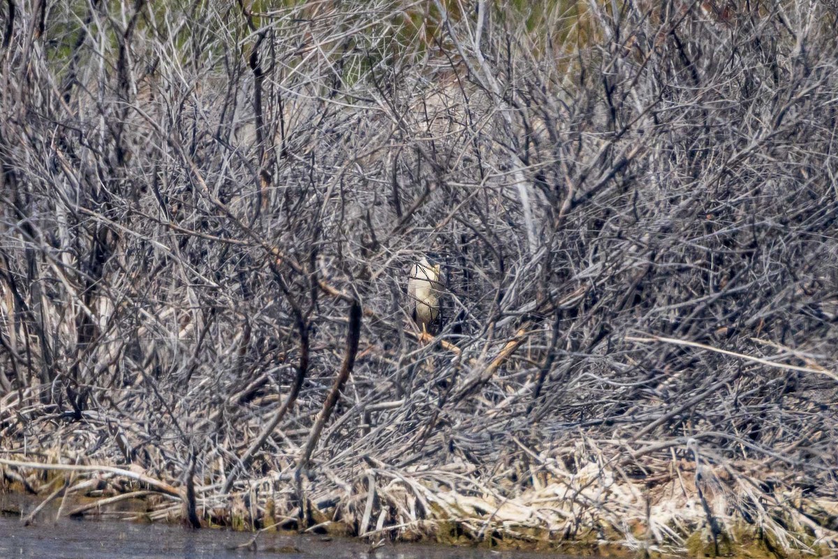 Black-crowned Night Heron - ML622523904